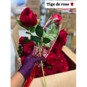 Tige de rose