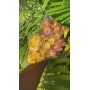 Chips de Bananes Plantains Fait Maison – Snack Naturel et Délicieux
